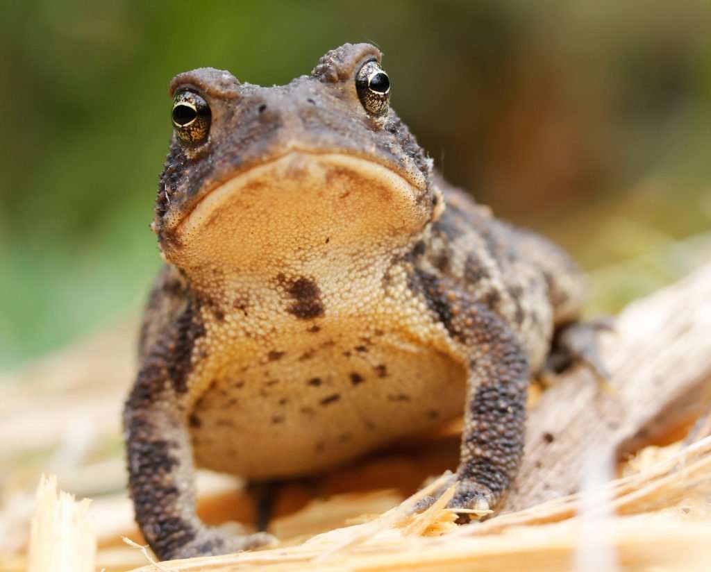 American Toad lives in Ozarks