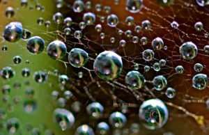 Tiny Dewdrops on Spider Web