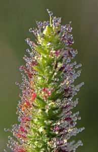 Wild Foxtail covered in tiny dewdrops