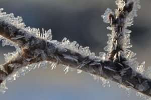 Ice Crystals cover tree branch