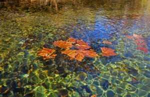 October's healthy streams are gorgeous in October - Leaves on Water shows Sycamore leaves floating on a clean Ozark stream