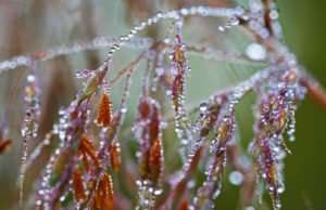 Early morning dewdrop-covered Little bluestem flowers
