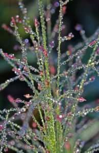 Native Eragrostis spectabilis covered in dew reflecting wildflowers