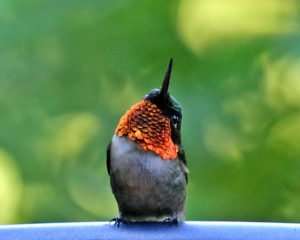 Male Ruby-throated Hummingbird's bright red throat shines in sunlight