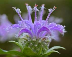 Monarda fistulosa wild native bee balm beautiful dew and colors
