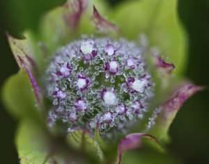Native Monarda fistulosa about to flower dewdrop-covered