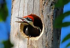 Young Male Pileated Woodpecker