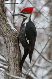 Male Pileated Woodpecker in winter
