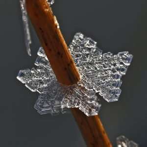Prairie Ice Crystal on Native Grass Stem