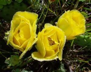 Yellow Prickly Pear blossoms in Dewdrops