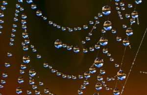 Dew on spider webs creates tiny worlds art & "jewelry"