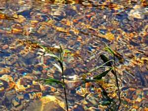 genuine water art, this photo shows reflections & waters magnification of colors on stream beds