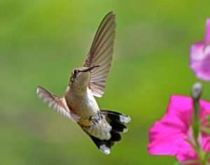 Young Male Ruby-throated Hummingbird Air-Dancing
