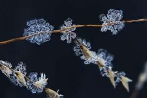 Macro Ice Crystals in Winter on Native Grass Stem