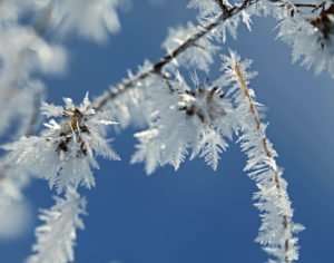Frozen Ice "Ferns" on Prairie Stems
