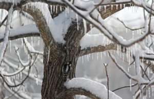 Wintertime Snow and Ice decorates Walnut Tree