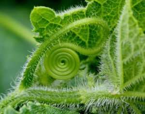 Artistic spiral of cucumber tendril