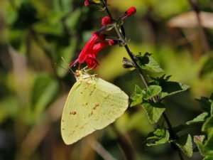 Cloudless Sulfur Butterfly on Scarlet Sage