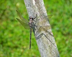 unidentified large dragonfly