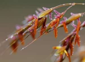 Little Bluestem is a native warm season grass. When it flowers, tiny pollinators enjoy its nectar.