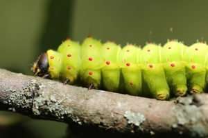 Luna Moth Caterpillar on Persimmon tree
