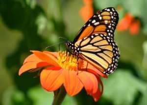 Monarch Butterfly nectaring on Mexican Torch Sunflower