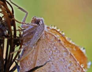 Moth's morning often means wet with lots of dewdrops