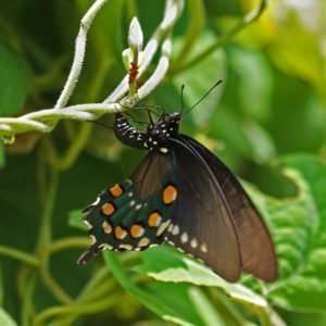 Pipevine Swallowtail Lays Eggs on native Dutchman's Pipe