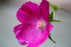 Native Purple Poppy Mallow Blossom