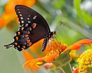 Spicebush Swallowtail nectars on Mexican Torch Sunflower