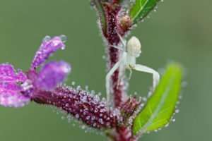 Tiny Crab Spider on tiny native flower