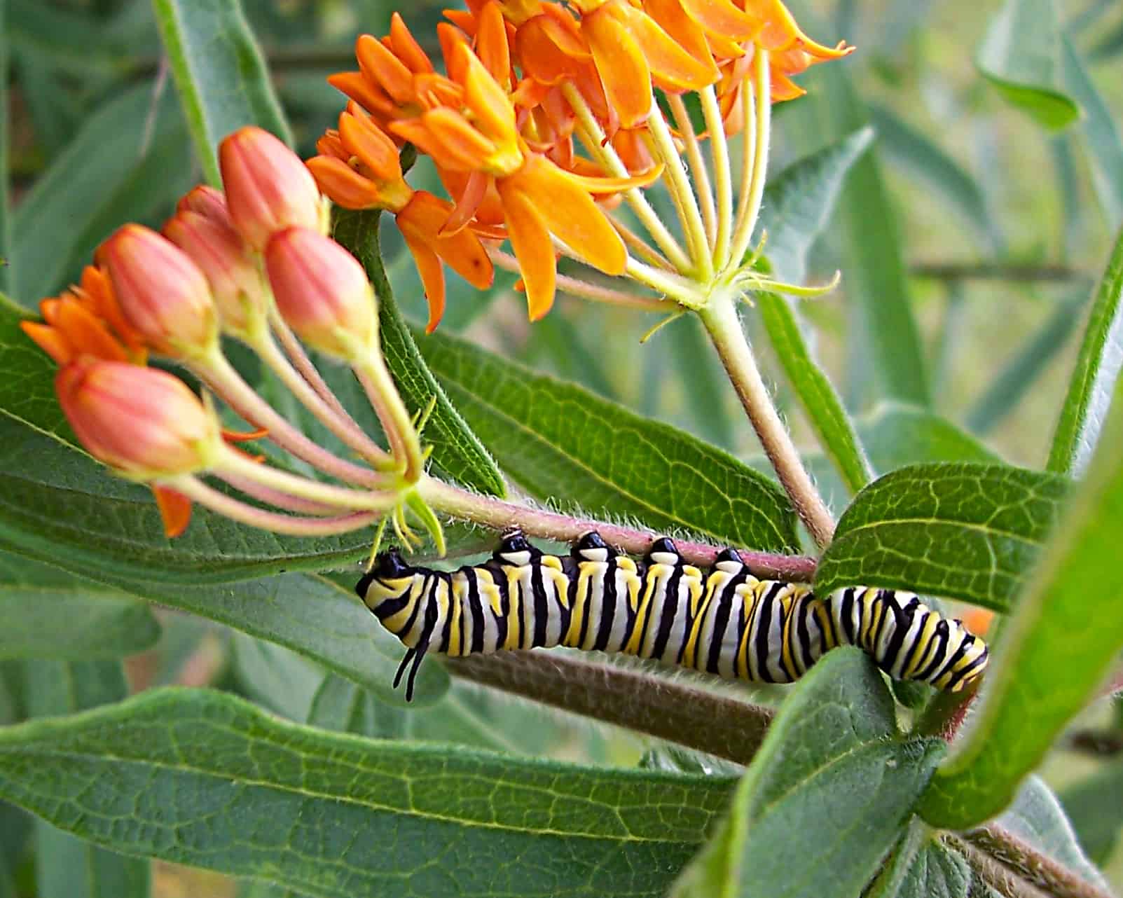Monarch Caterpillar on Milkweed photo by Gail E Rowley Ozark Stream Photography