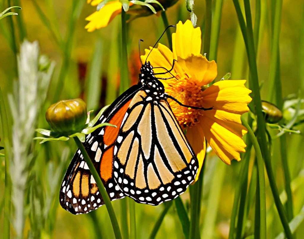 Monarch on Coreopsis lanceolata photo by Gail E Rowley Ozark Stream Photography