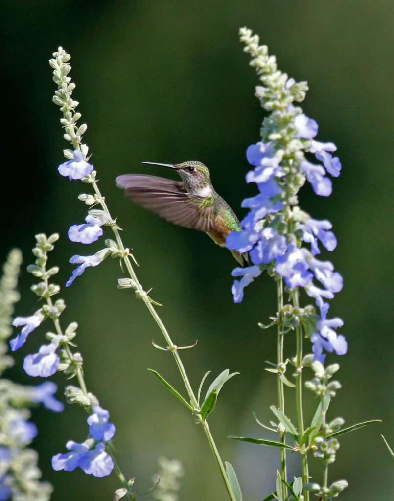 Hummingbird and Pitcher Sage photo by Gail E Rowley Ozark Stream Photography