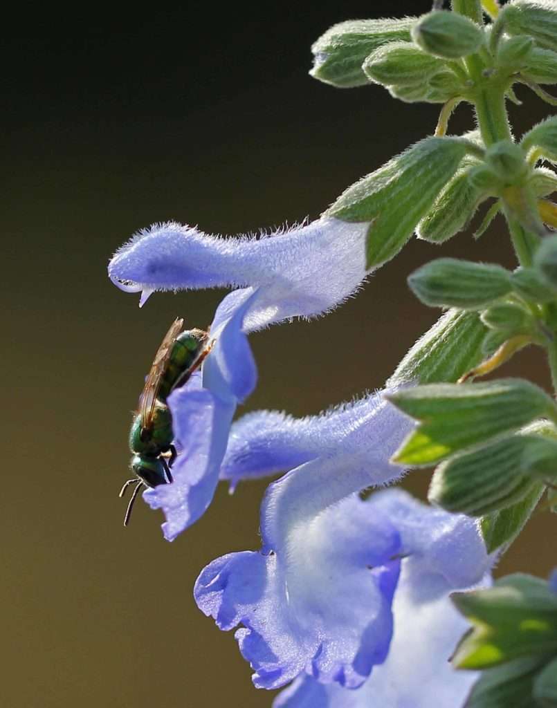 Metallic Bee on Pitcher Sage photo by Gail E Rowley Ozark Stream Photography