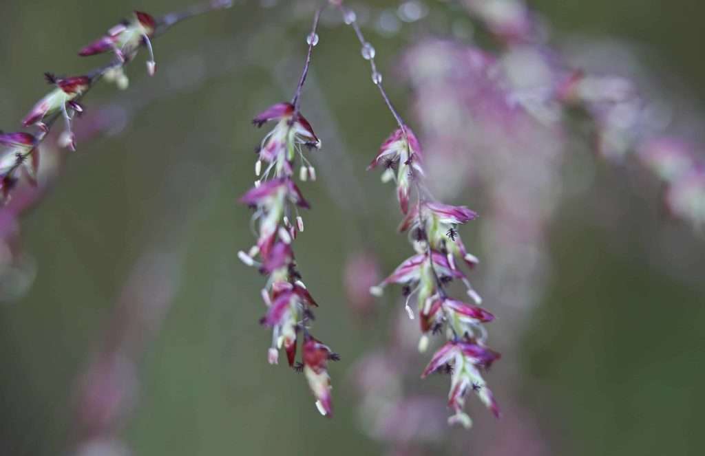 Native Lovegrass Flowers photo by Gail E Rowley Ozark Stream Photography