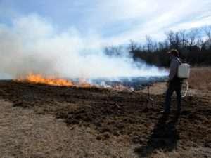 Controlled Burn Helps Natives by ozark stream photography