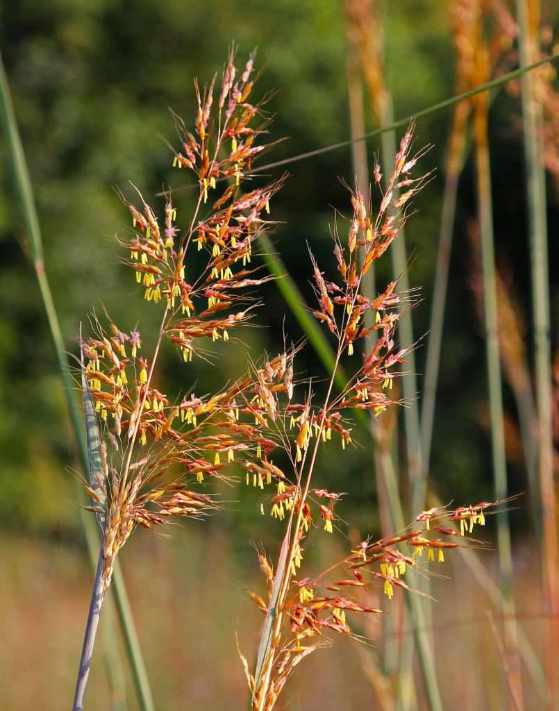 Indiangrass Flowering photo by Gail E Rowley Ozark Stream Photography