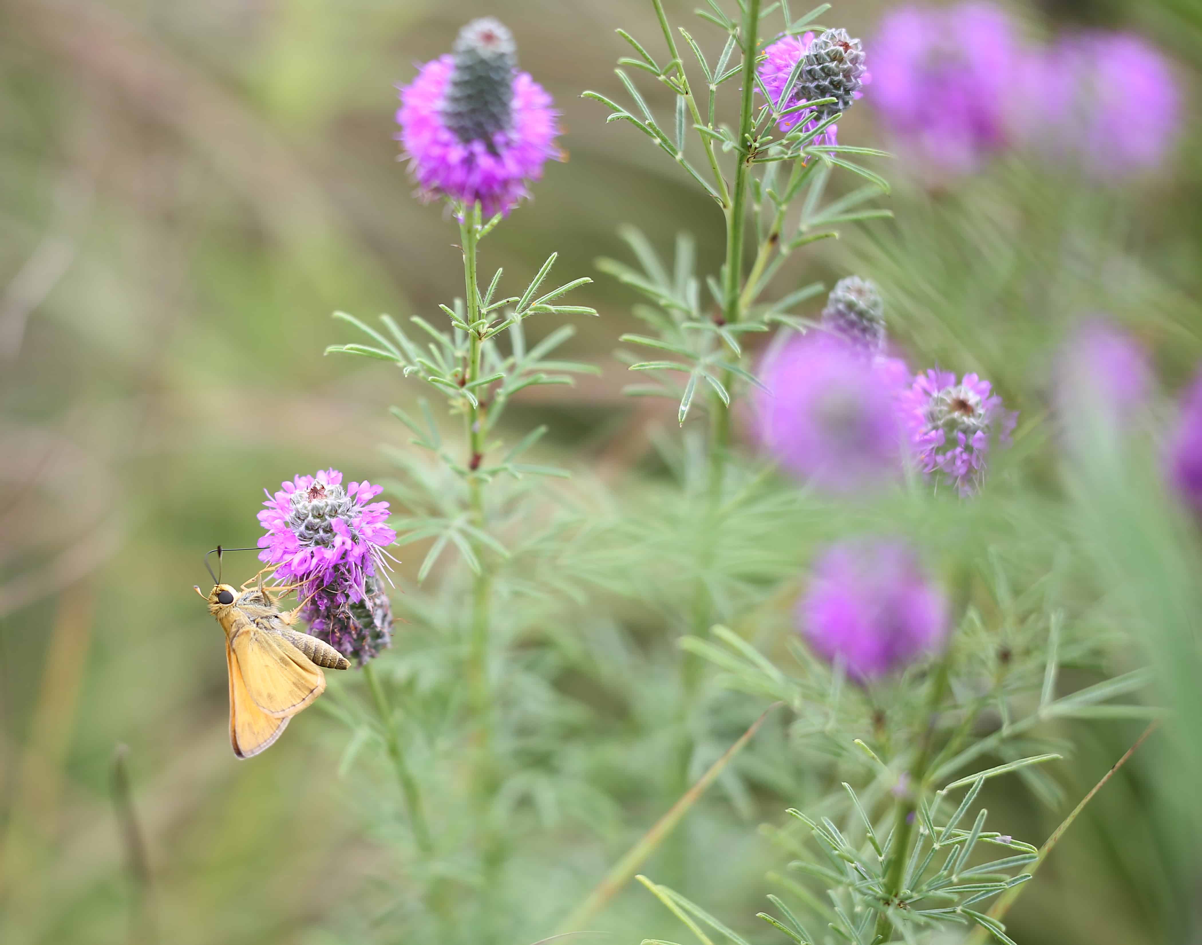 Purple Prairie Clover & Skipper Butterfly photo by Gail E Rowley Ozark Stream Photography