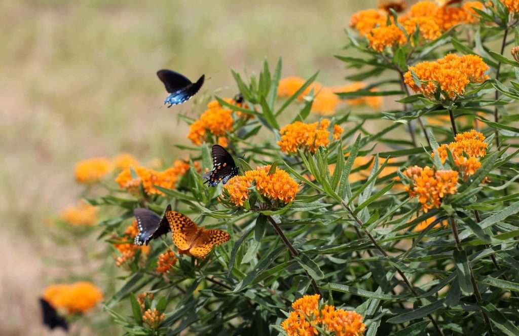 Butterfly Milkweed (Asclepias tuberosa) & Swallowtails photo by Gail E Rowley Ozark Stream Photography