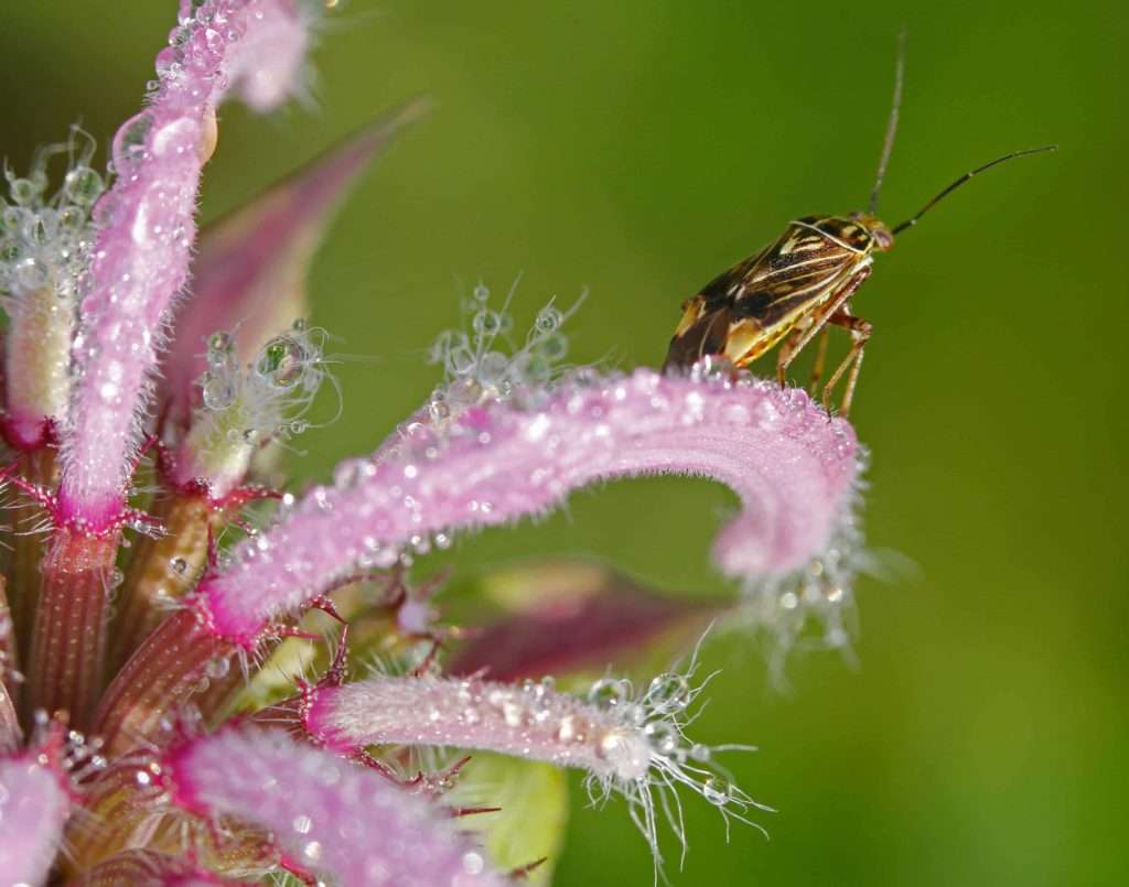 Wild Bee Balm & Bug photo by Gail E Rowley Ozark Stream Photography