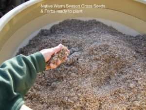 Native Warm Season Grasses and Forb Seeds read by plant photo by Gail E Rowley Ozark Stream Photography
