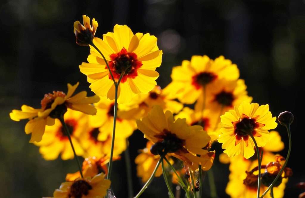 Plains Coreopsis Blossoms photo by Gail E Rowley Ozark Stream Photography