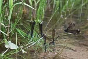 Damselflies lay eggs at creek's surface on water plants photo by Gail E Rowley Ozark Stream Photography