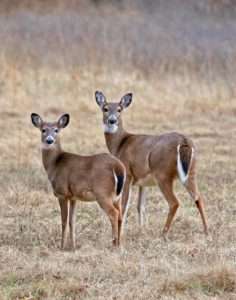 White-tailed Deer Mother and Son photo by Gail E Rowley Ozark Stream Photography