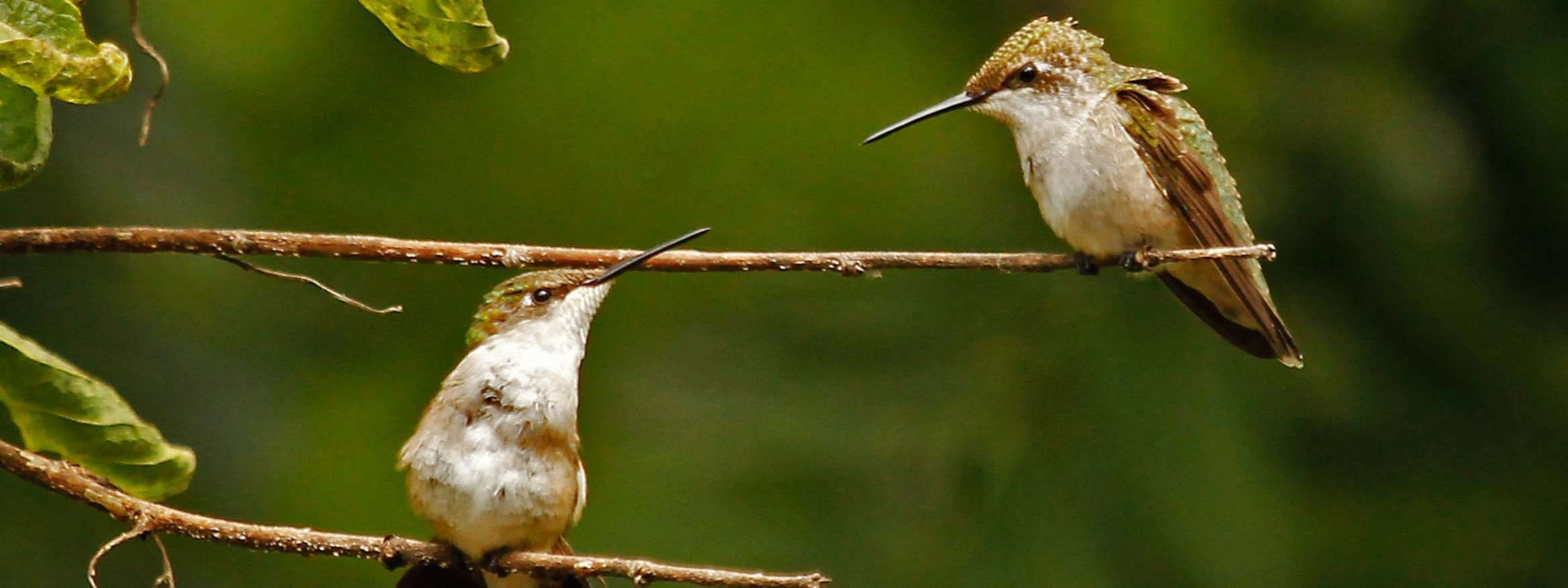 Hummingbird Siblings 'Talk' Together photo by Gail E Rowley Ozark Stream Photography