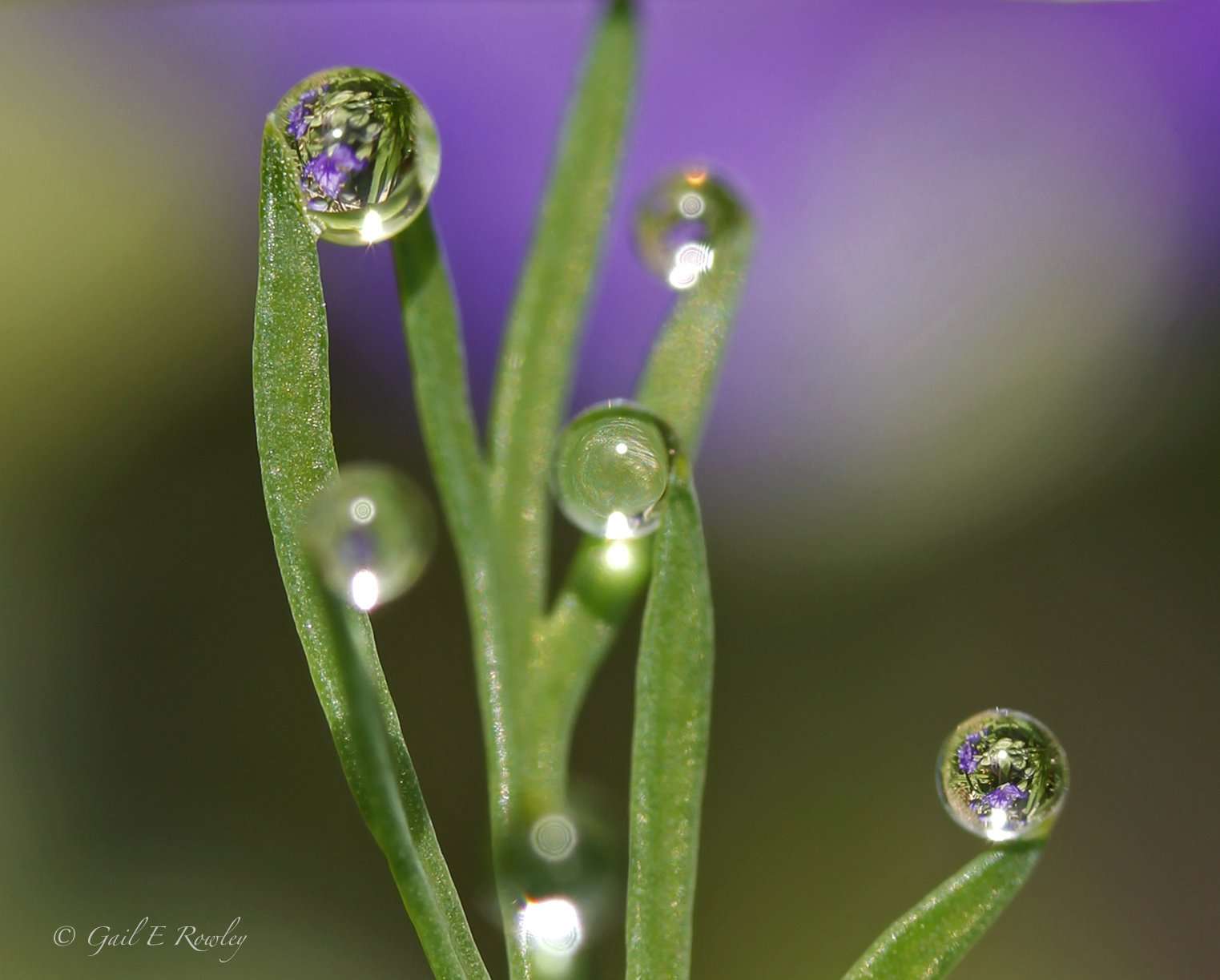 Dewdrops Reflect Herb Garden