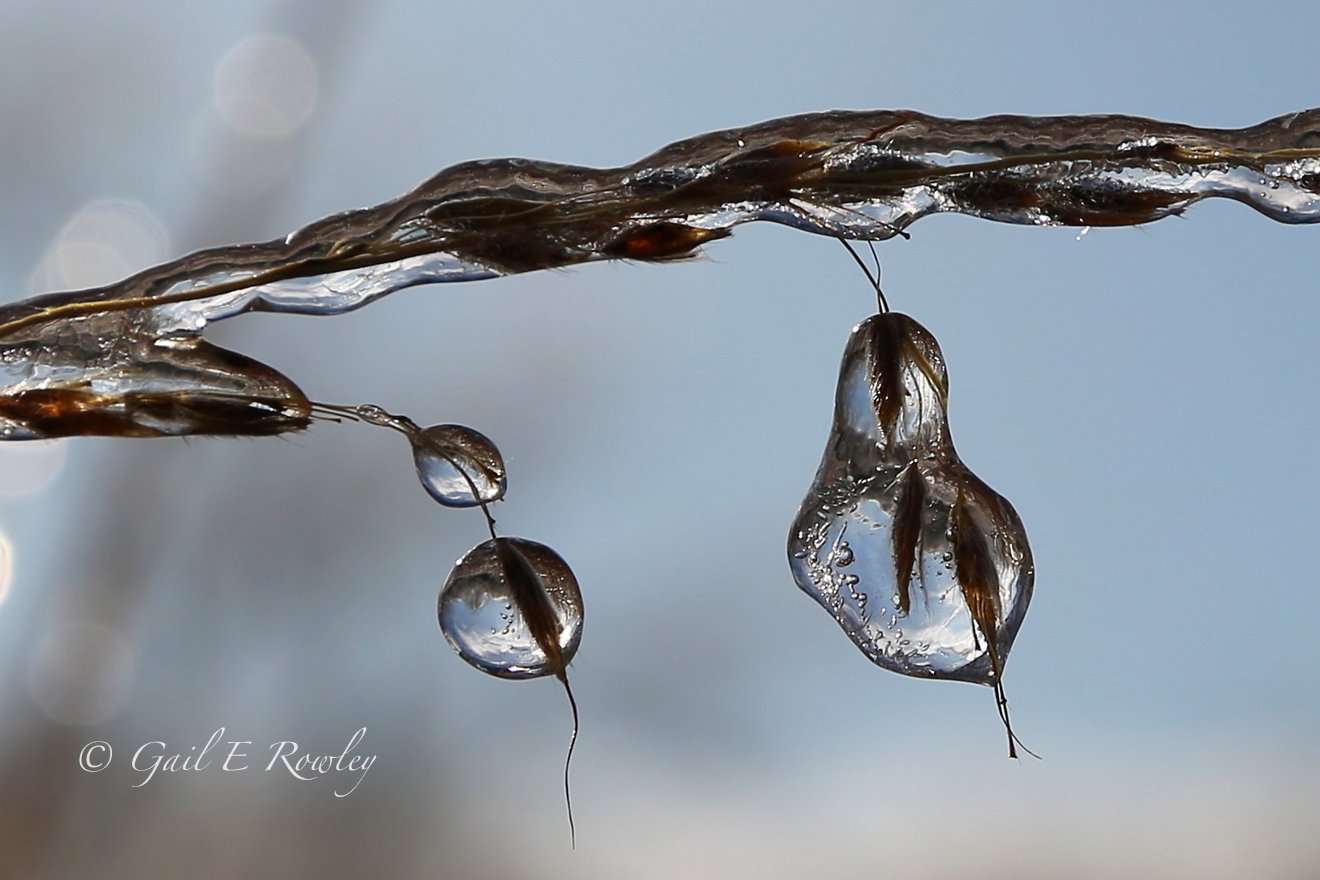 Frozen Raindrops In Prairie