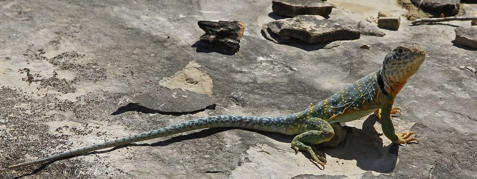 Male Eastern Collared Lizard