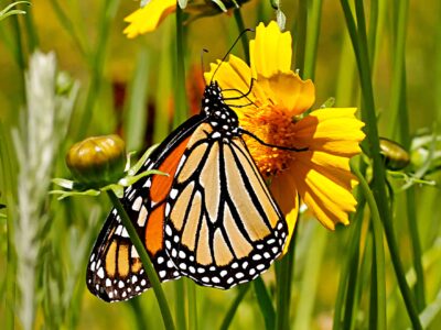 Monarch on Coreopsis lanceolata photo by Gail E Rowley Ozark Stream Photography